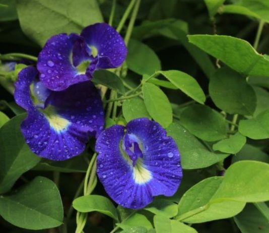 Manfaat Bunga Telang, Turunkan Berat Badan Hingga Mencegah Kanker