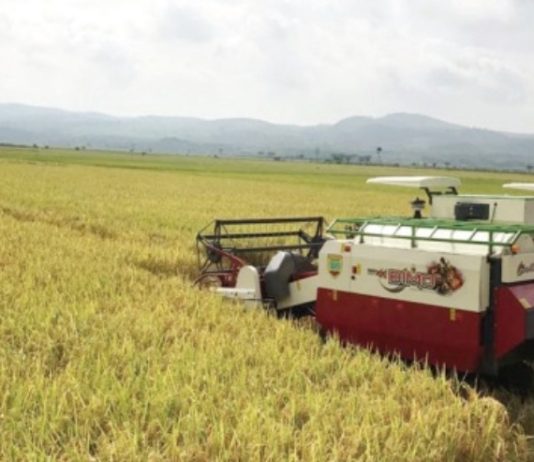 Sektor Pertanian Sumsel Dorong Penurunan Angka Pengangguran
