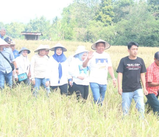 Hadiri Panen Padi Raya, Cik Ujang Janjikan Pembangunan Jalan Cor Beton dan Bangun Peternakan Sapi