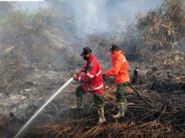 Anggaran Karhutla Sumsel Cuma Rp2 Miliar, DPRD Minta Semua Pihak Turun Tangan
