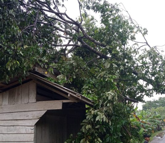 Hujan Deras, Pohon Tumbang Rusak Properti Warga