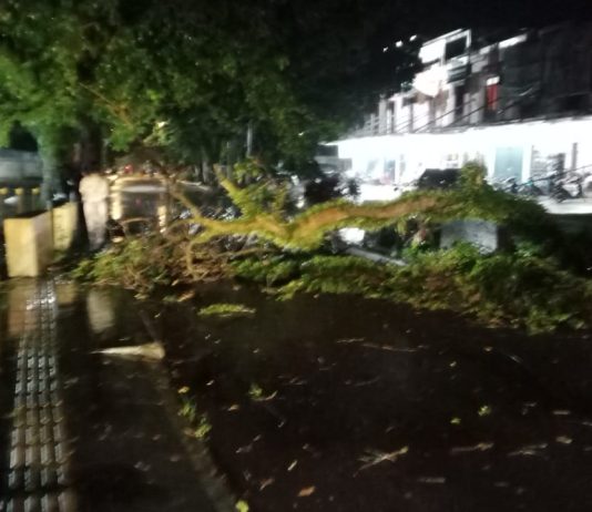 BPBD dan PLN Muba Atasi Pohon Tumbang dan Gangguan Listrik di Talang Jawe