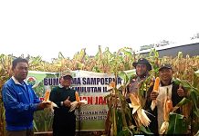 Polsek Pemulutan & Poktan Pemulutan Ilir Panen Jagung