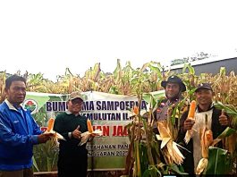 Polsek Pemulutan & Poktan Pemulutan Ilir Panen Jagung