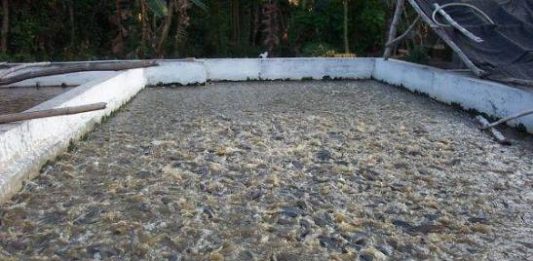 Banyuasin Penghasil Ikan Patin Terbesar Kedua di Sumsel