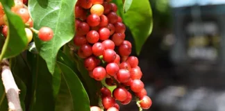 Buni, Buah Mirip Anggur, Mampu Turunkan Risiko Penyakit Jantung