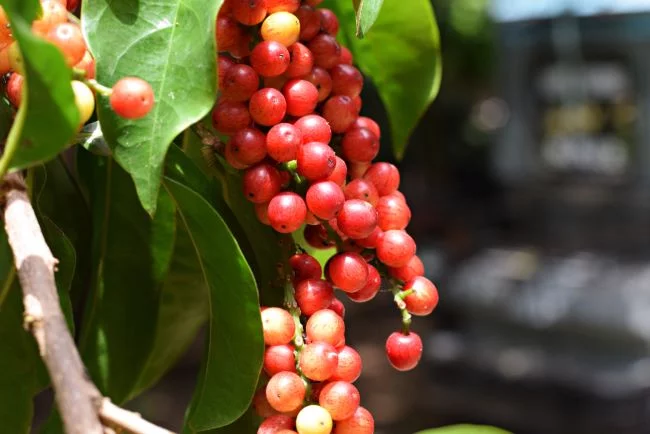 buah-buni-ketahui-manfaat-dan-cara-mengonsumsinya-0-alodokter