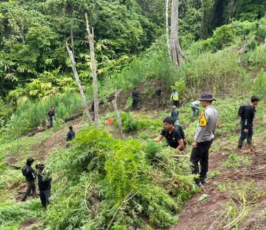 Medan Sulit dan Penyamaran Alami, Polres Empat Lawang Temukan 3 Hektare Ladang Ganja di Lereng Bukit Curam