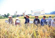 Inovasi Tanpa Menggusur Tradisi, Percepat Masa Tanam Padi Khas Semende
