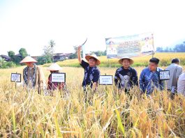 Inovasi Tanpa Menggusur Tradisi, Percepat Masa Tanam Padi Khas Semende