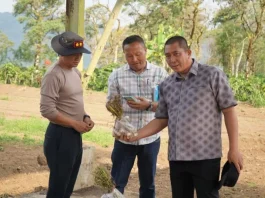 Ketinggian Ideal, Pagar Alam Diplot Jadi Sentra Bawang Putih Sumsel
