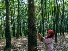 Harga Karet Sumsel Lanjutkan Tren Positif, Tembus Rp41.446 per Kilogram